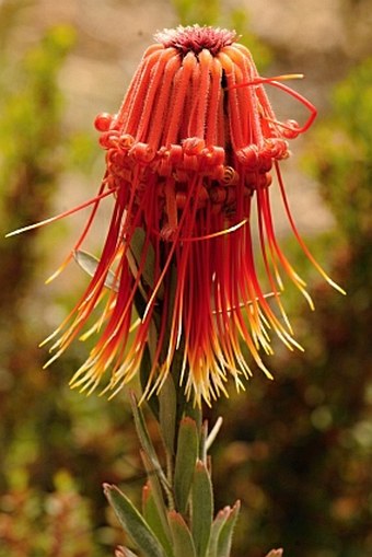 Leucospermum reflexum