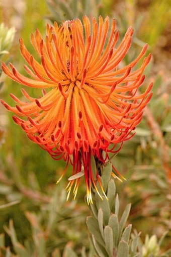 Leucospermum reflexum