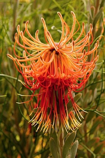 Leucospermum reflexum