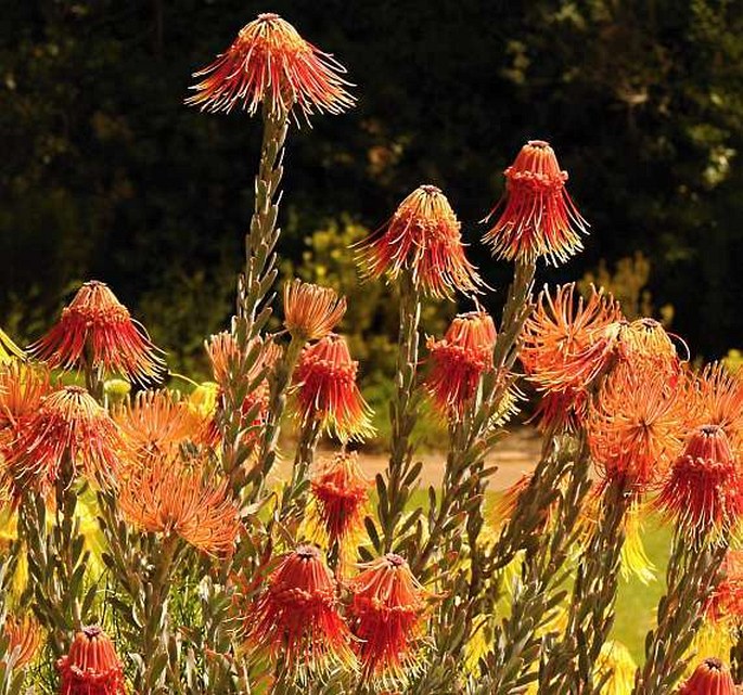 Leucospermum reflexum