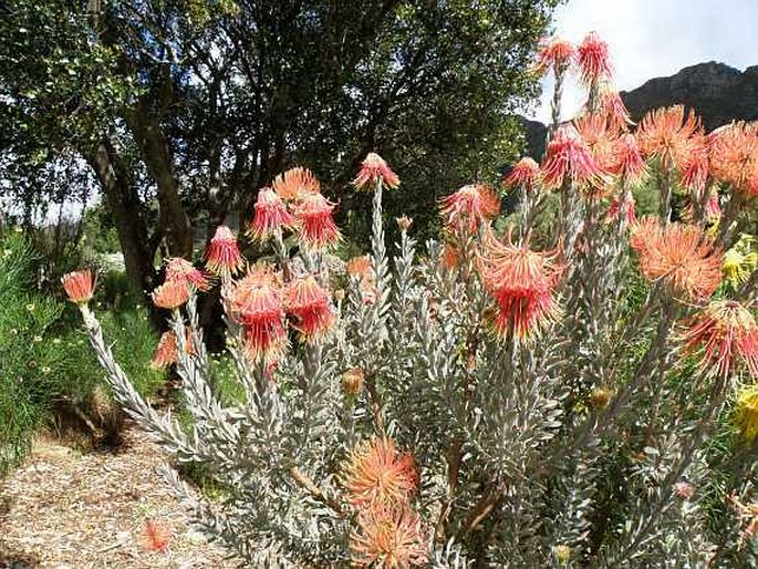 Leucospermum reflexum