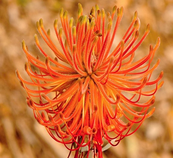 Leucospermum reflexum