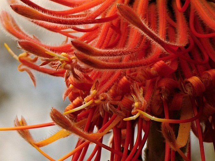 Leucospermum reflexum