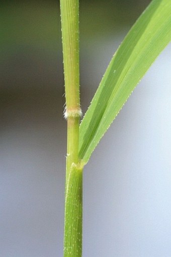 Leersia oryzoides