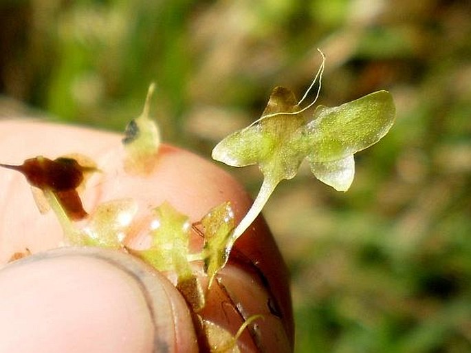 Lemna trisulca