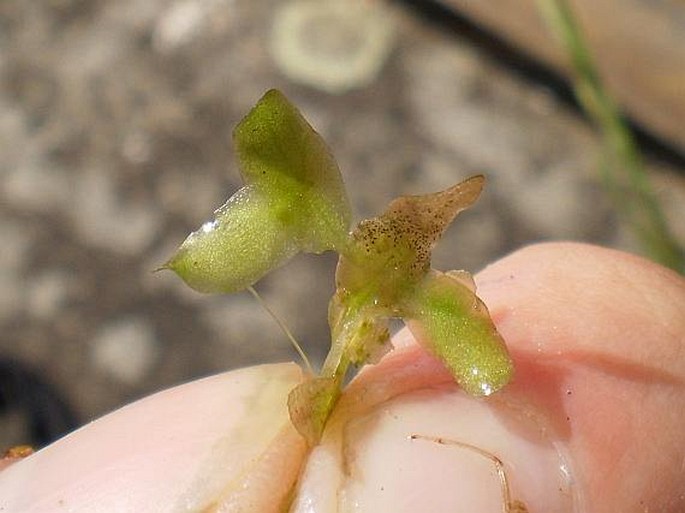 Lemna trisulca