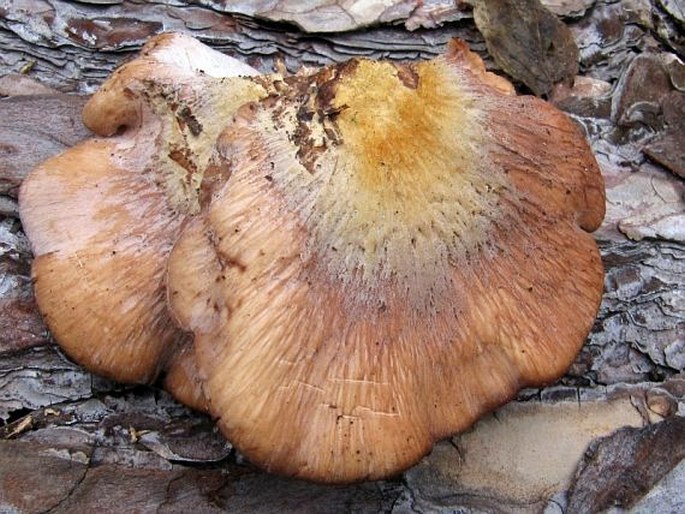 LENTINELLUS CASTOREUS (Fr.) Kühner et Maire - houžovec bobří / húževnatček bobrí