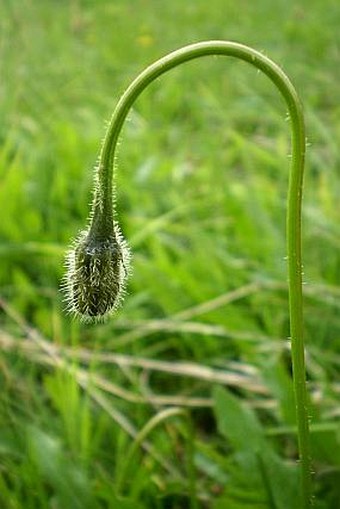 Leontodon hispidus var. hispidus