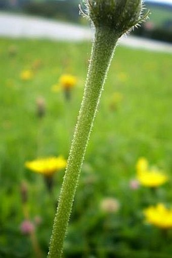 Leontodon hispidus var. hispidus