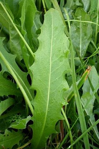 Leontodon hispidus var. hispidus