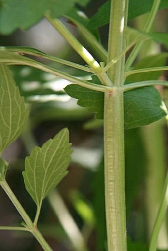 Leonurus marrubiastrum