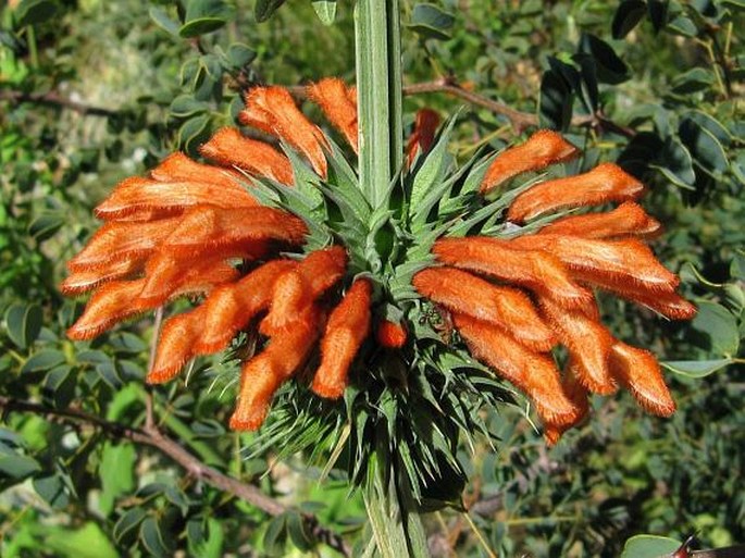 LEONOTIS OCYMIFOLIA (Burm. f.) Iwarsson