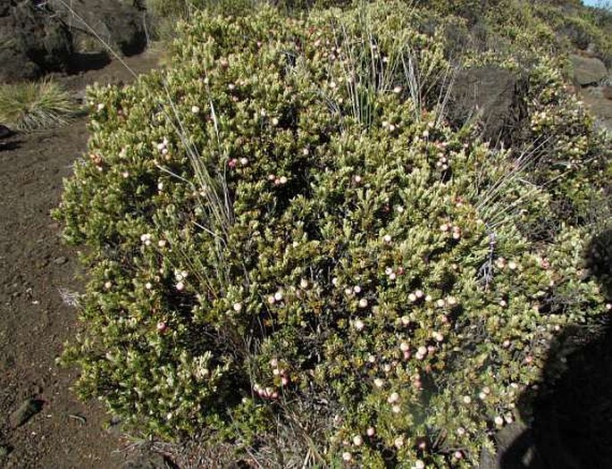 Leptecophylla tameiameiae