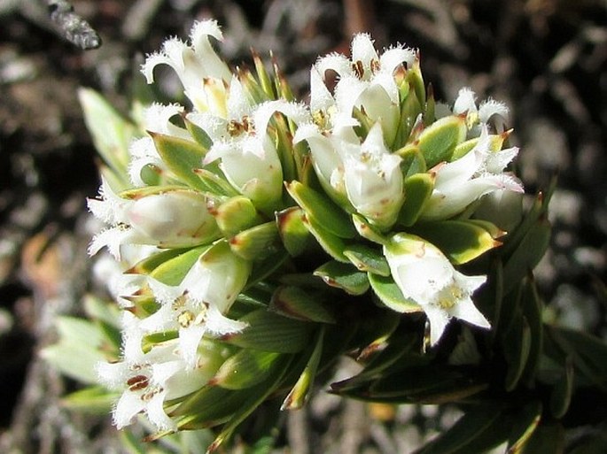 Leptecophylla tameiameiae