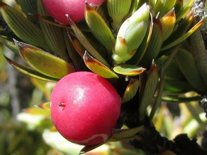 Leptecophylla tameiameiae