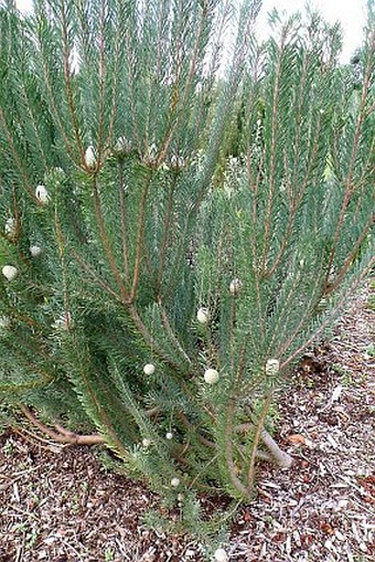 Leucadendron galpinii