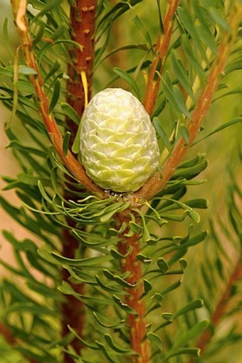 Leucadendron galpinii