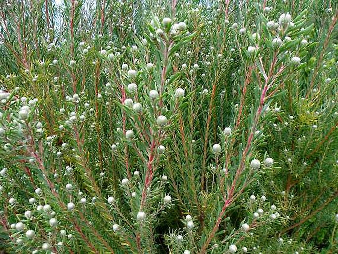 Leucadendron galpinii