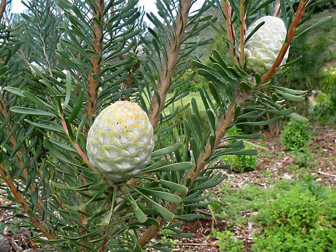 Leucadendron galpinii