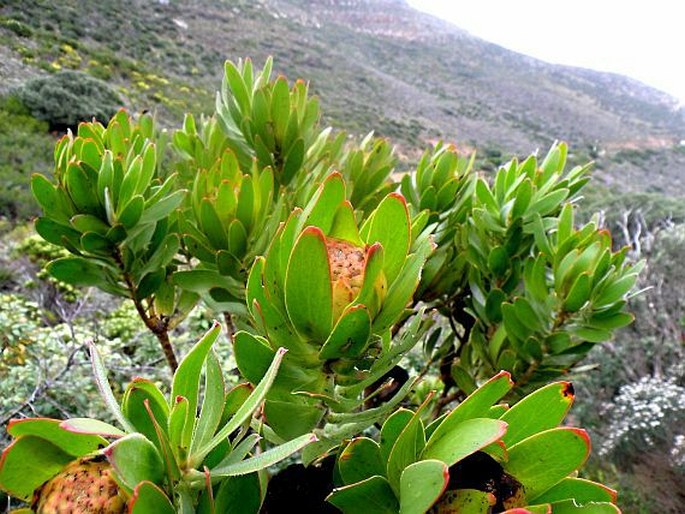 Leucadendron laureolum