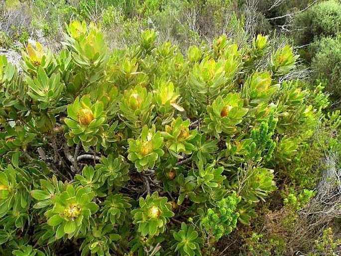 Leucadendron laureolum