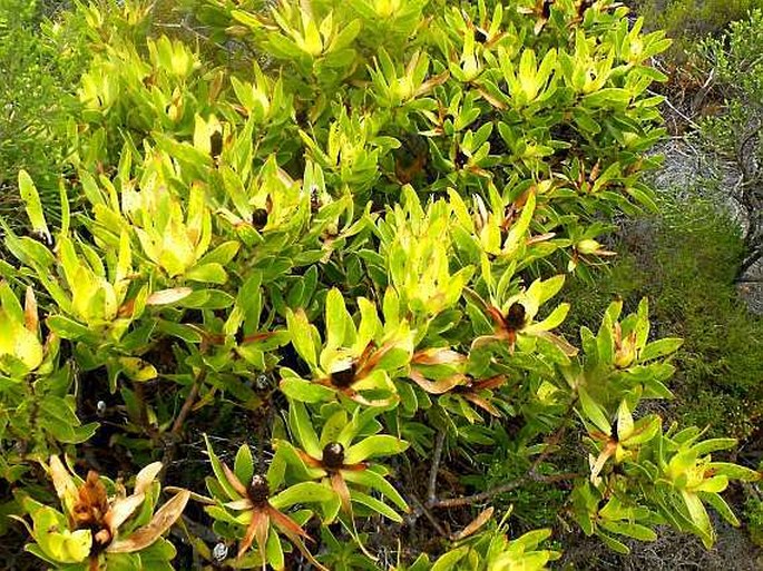 Leucadendron laureolum