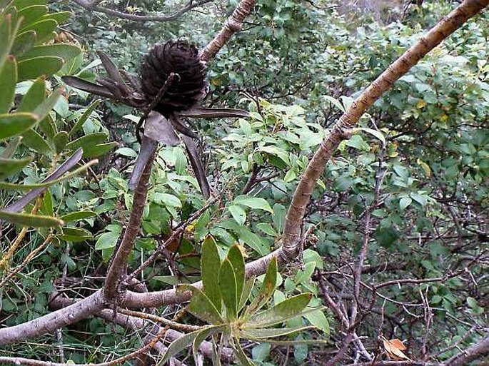 Leucadendron laureolum