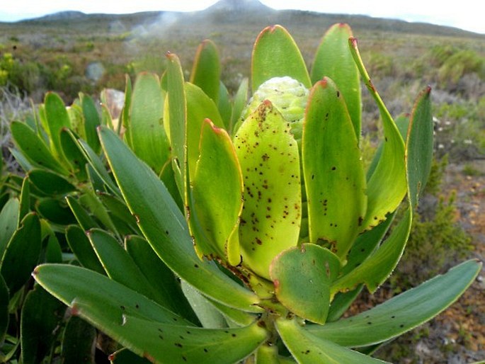 Leucadendron laureolum