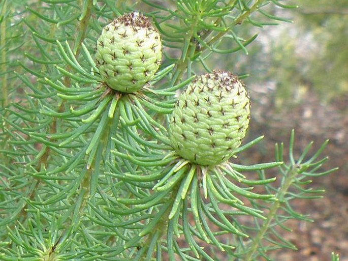 Leucadendron teretifolium