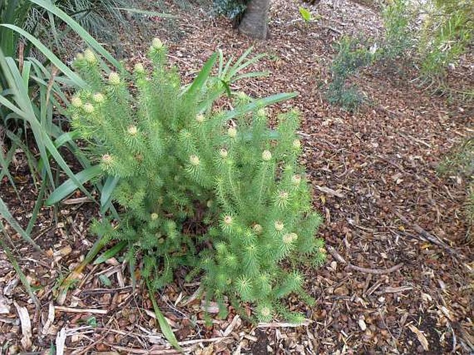 Leucadendron teretifolium