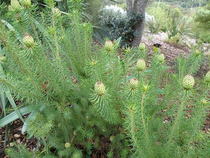 Leucadendron teretifolium