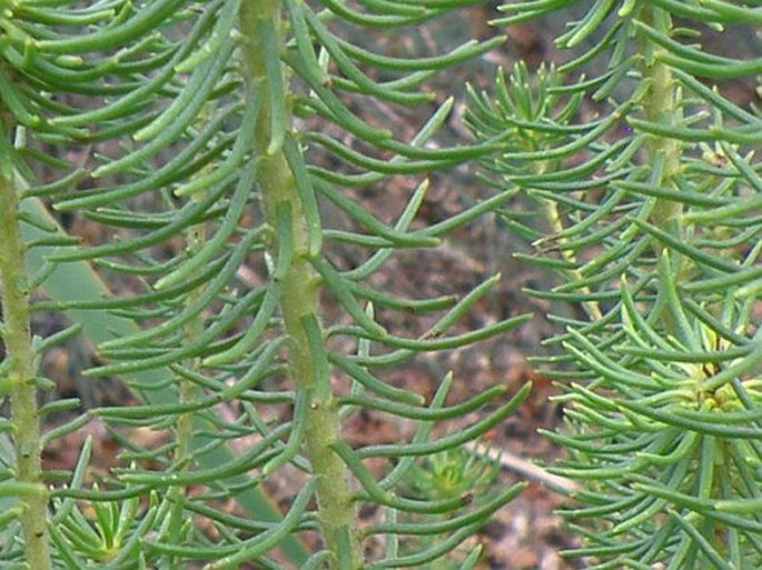 Leucadendron teretifolium