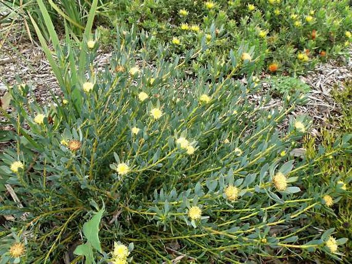 Leucadendron glaberrimum