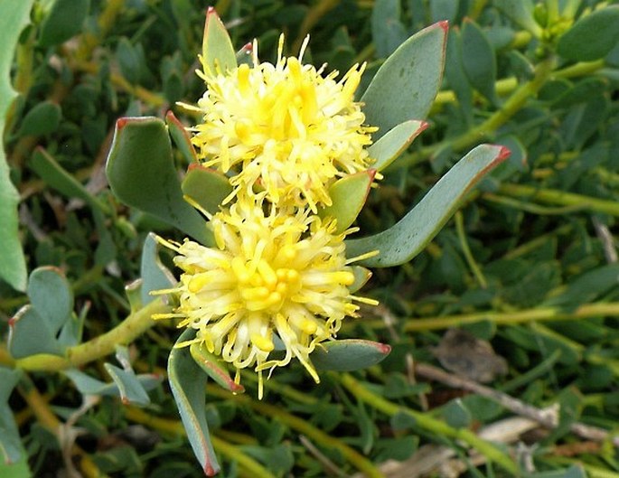 Leucadendron glaberrimum