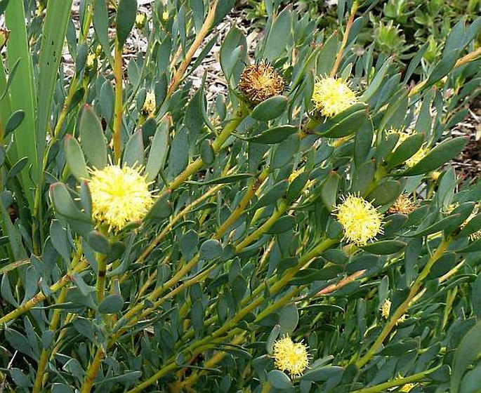 Leucadendron glaberrimum