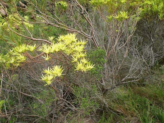 Leucadendron xanthoconus