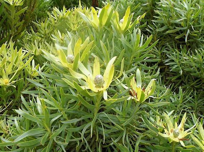 Leucadendron xanthoconus