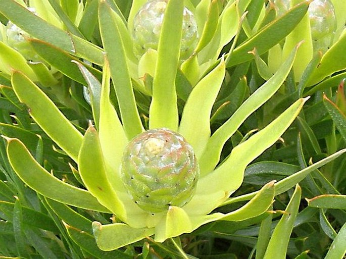 Leucadendron xanthoconus