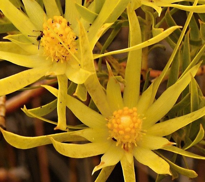 Leucadendron xanthoconus