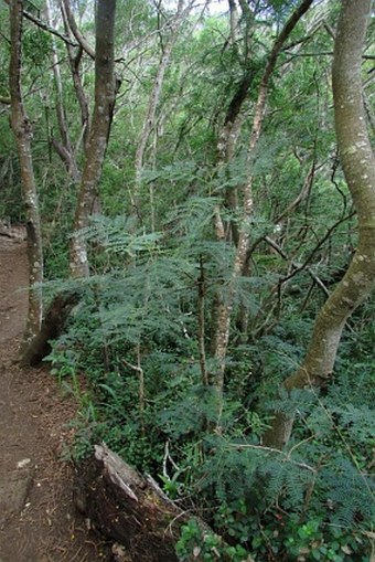 Leucaena leucocephala