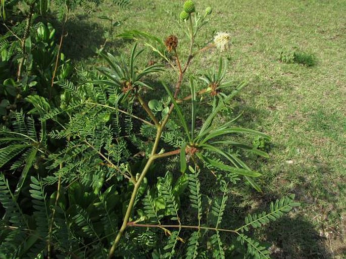 Leucaena leucocephala