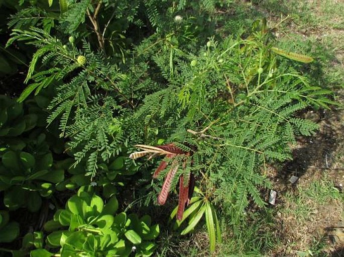 Leucaena leucocephala