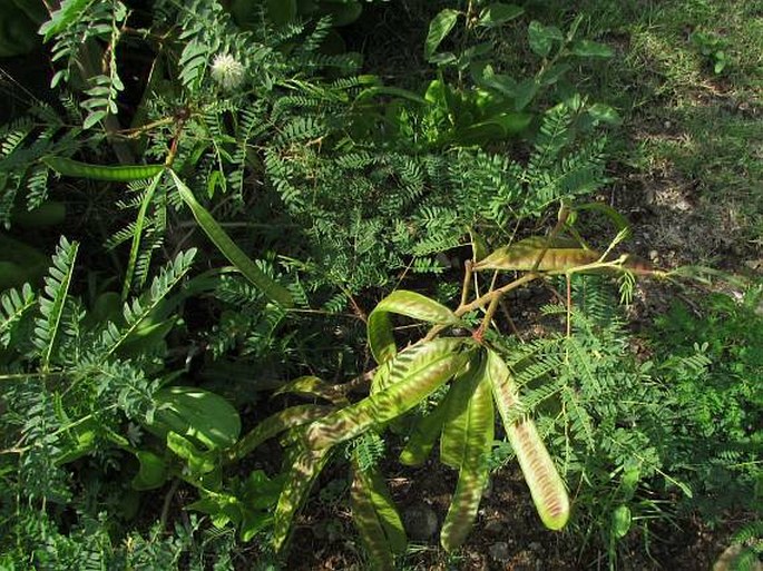 Leucaena leucocephala