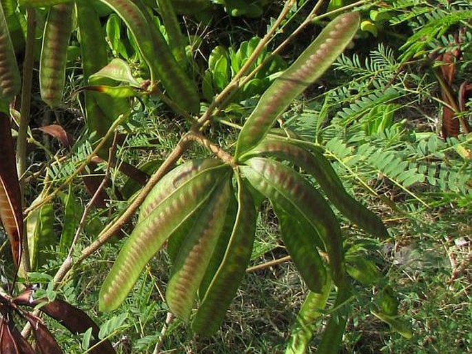 Leucaena leucocephala