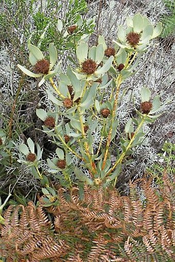 Leucadendron loranthifolium