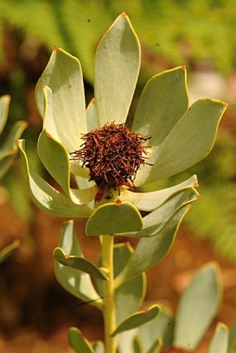 Leucadendron loranthifolium