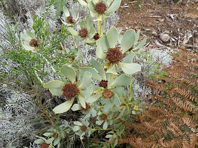 Leucadendron loranthifolium