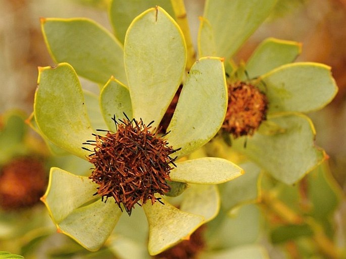 Leucadendron loranthifolium