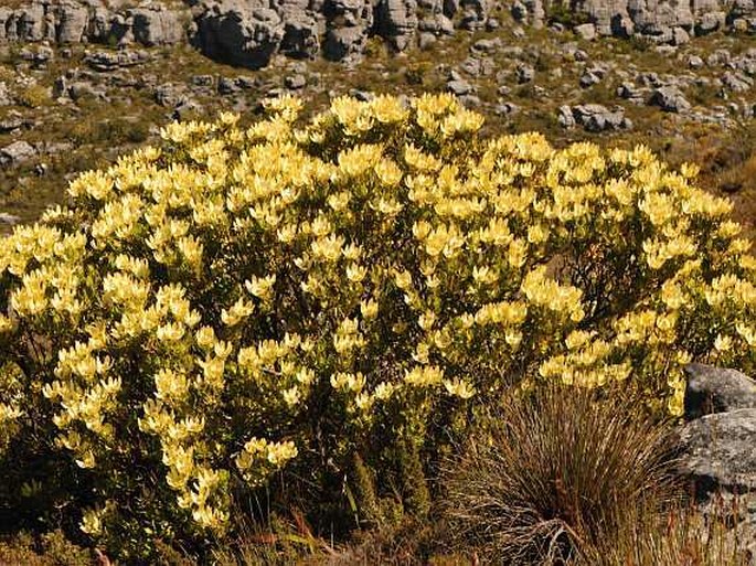 Leucadendron strobilinum