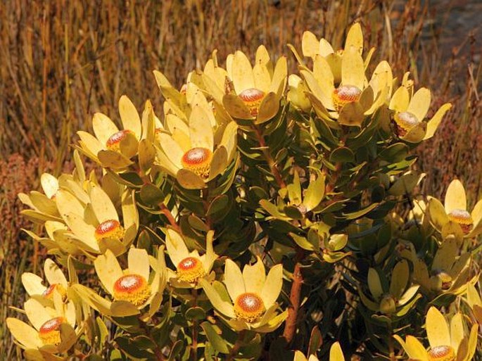 Leucadendron strobilinum